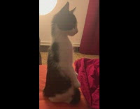Kitten sits upright and stares at bed 