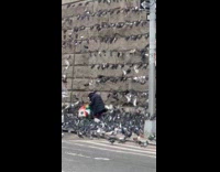 Woman feeding flock of pigeons on sidewalk