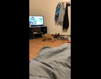 Collab BitchMP - Cat pink sandal scare cat attack