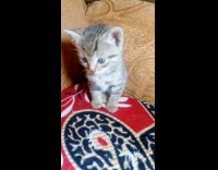 Pet kitten sits still on the couch Part 2