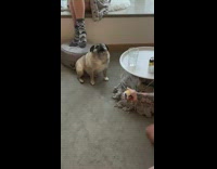 Pug dog sits howls squeaky toy ball 