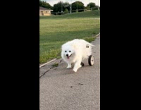 Special dog walks happily with wheelchair