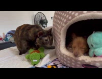 Collab Clips MPUGC2 - Cat hits sleeping puppy on face 