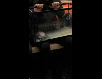 Guy rides subway with turtle inside aquarium