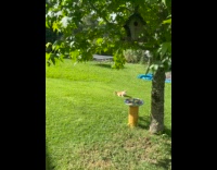 Cat tries to catch bird on tree