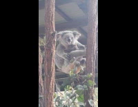 Koala scratching butt while cradling baby