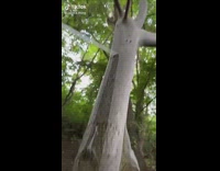 Collab DailyDoseOfInternet - Thin white layer peeled off from tree