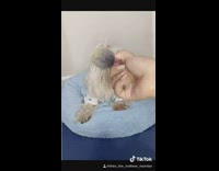 Small white dog makeup brush toy car