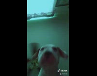 White dog changing lights fan dance 