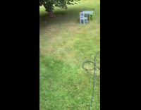 Pet dog jumps and catches water from the hose