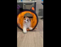 Cat Plays with Furry Ball Tied on Tunnel