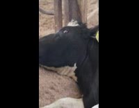 black and white cow laying down on ground 