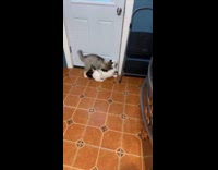 Puppy annoying cat 