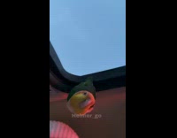 Collab Clips MPUGC - Bird hanging upside down inside car