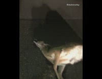 Dead deer infested with maggots night flash 