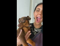 Small brown dog copies girls yawn 