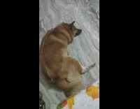 Large brown dog dreams barks sleeps floor