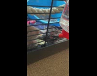 Two rats in cage fight to drink water