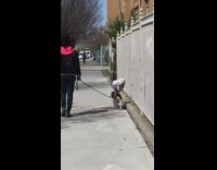 woman walking puppy with heart balloon attached