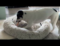 Dog Hides its Chew under its Bed
