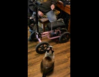 Cat catches feather toy beside the scooter
