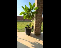 Dog playfully steals cardboard box 