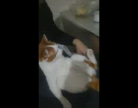 Orange white cat lay sit on guy