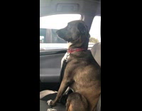 Dog passenger seat plaid collar wont look at owner