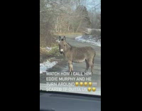 Donkey on side of road turns around when called Murphy