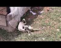 Puppy and monkey plays on the yard