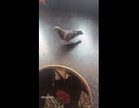 Pigeon walks out of the subway