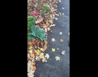 Black grey dog growls skeleton halloween decoration 