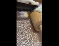 Black white cat makes pizza from scratch