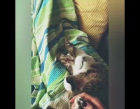 Girl gives cat laying down paw massage 