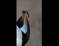 Wasp with no head on pliers still moves