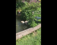 dog barks and scares dog into pond
