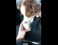 Brown white puppy eats Starbucks whipped cream puppicino