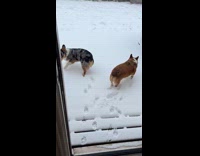 Two dogs run potty on backyard snow