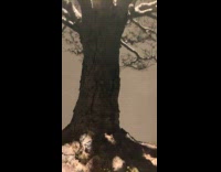 Submitter shows a tiny bonsai tree display