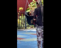 Collab WINY - Dog on the swing pushed by owner