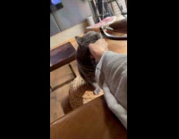 Guy rub chin of pet grey cat