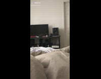 Collab BitchMP - Google voice siberian husky