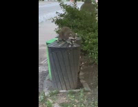 Raccoon sits on top of trashcan eating food 