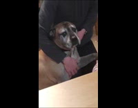 Dog looks sad when nails are cut