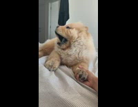 Brown chow chow dog yawns falls over