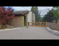 Duckling on roof jump to the ground