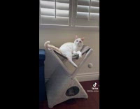 Collab BitchMP - White cat car backseat playing dead upside down