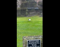 Seagull tap on grass Scottish national war memorial