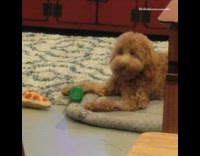 Dog squeaks beer toy howls