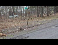 Wild fox cross the street mountain camp